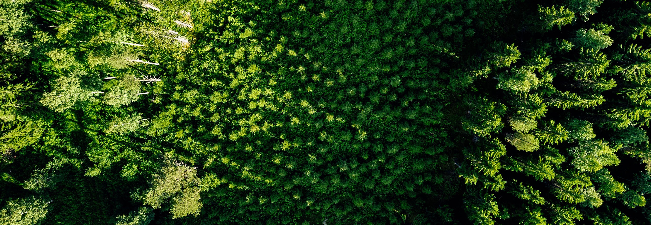 Aerial view of reforestation efforts