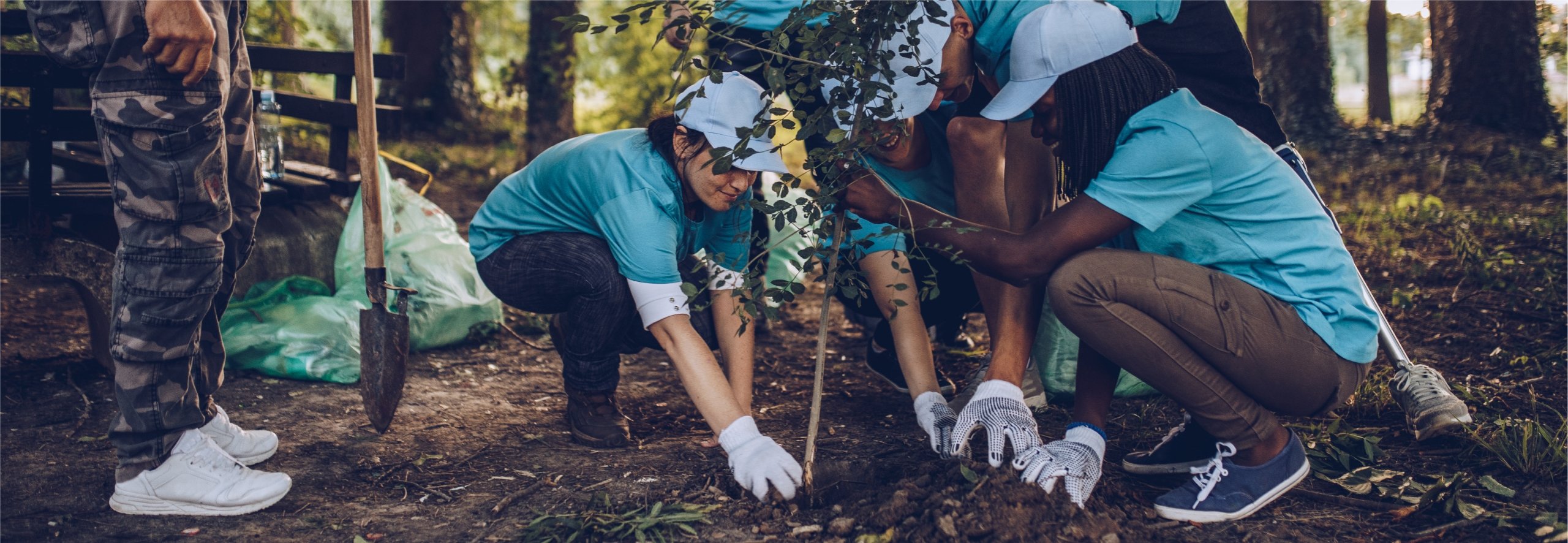 image of diverse group of colleagues working together to plant saplings in a forest