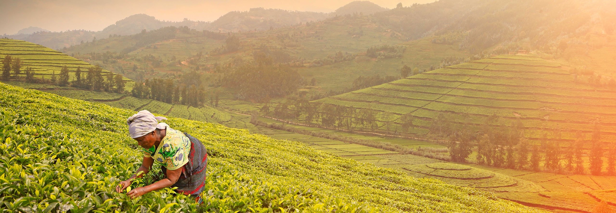 Local African woman harvesting tea leaves