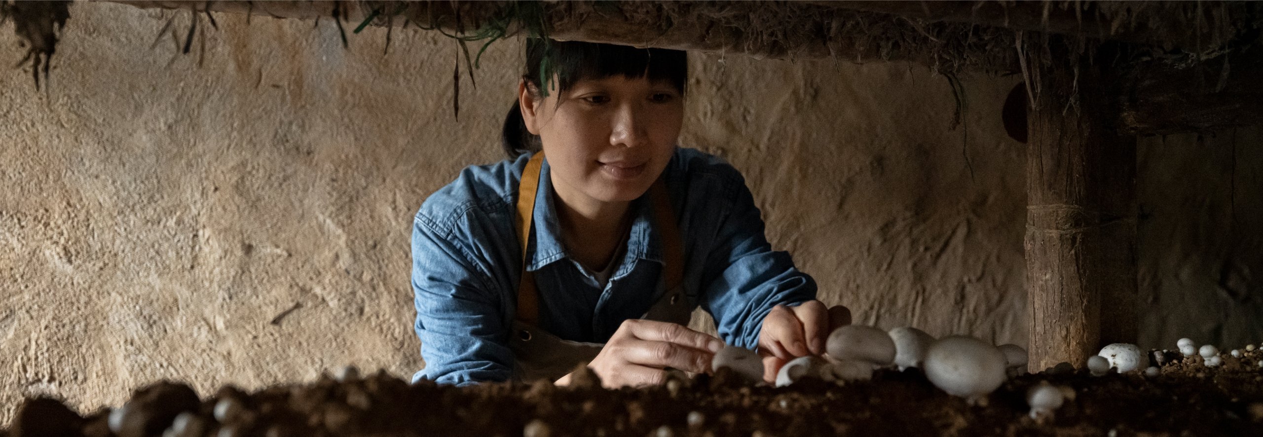 Woman farmer picking mushrooms in a greenhouse representing sustainability finance