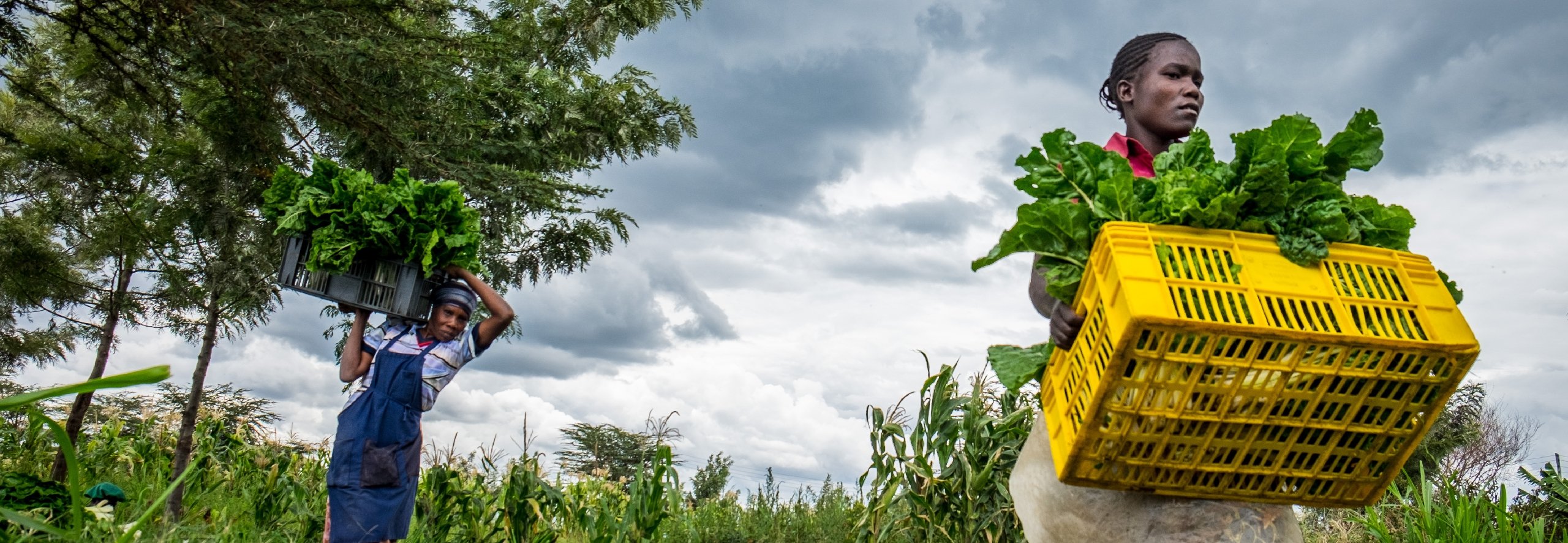 Woman carrying food from a field