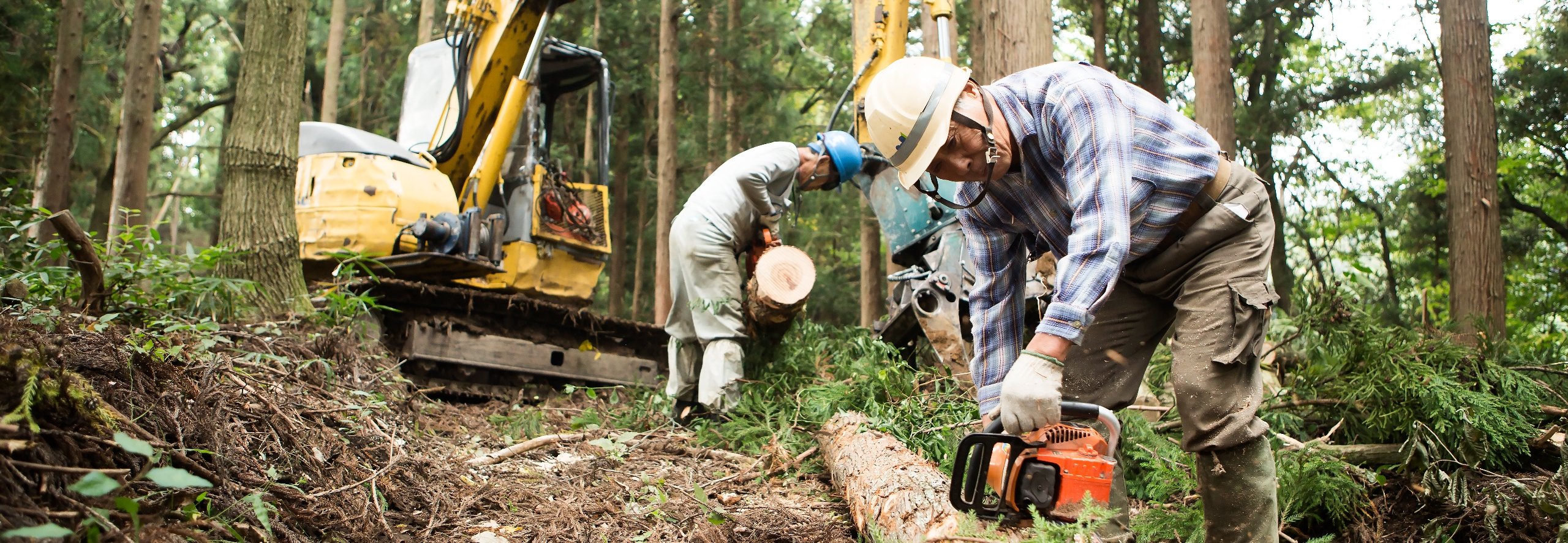 Workers cutting trees in a forest