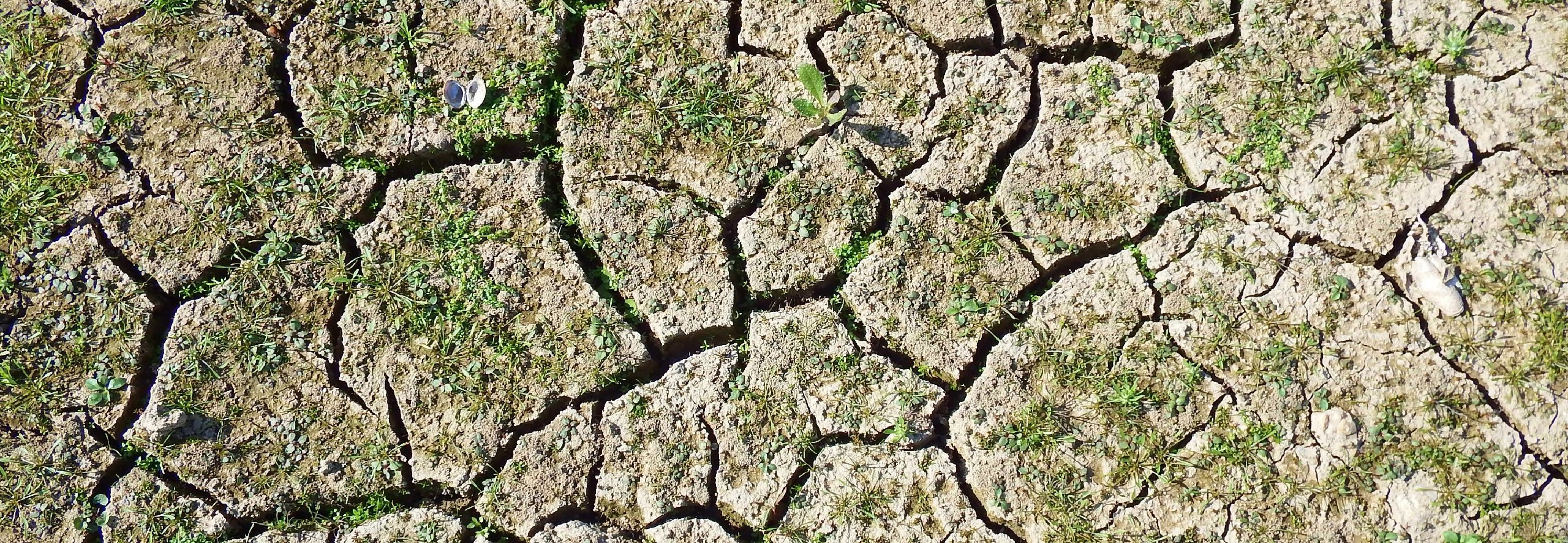 Cracked earth, drought