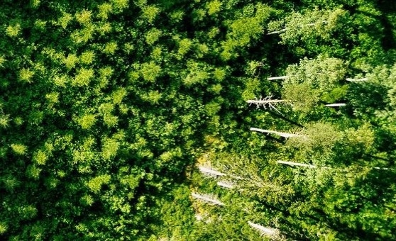 image of reforestation project