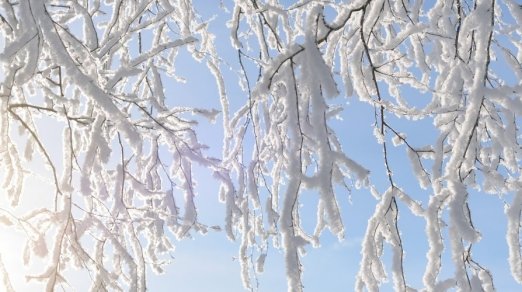 picture of snow covered branches