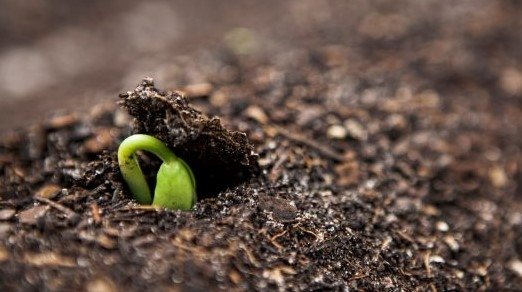 image of new plant emerging through soil